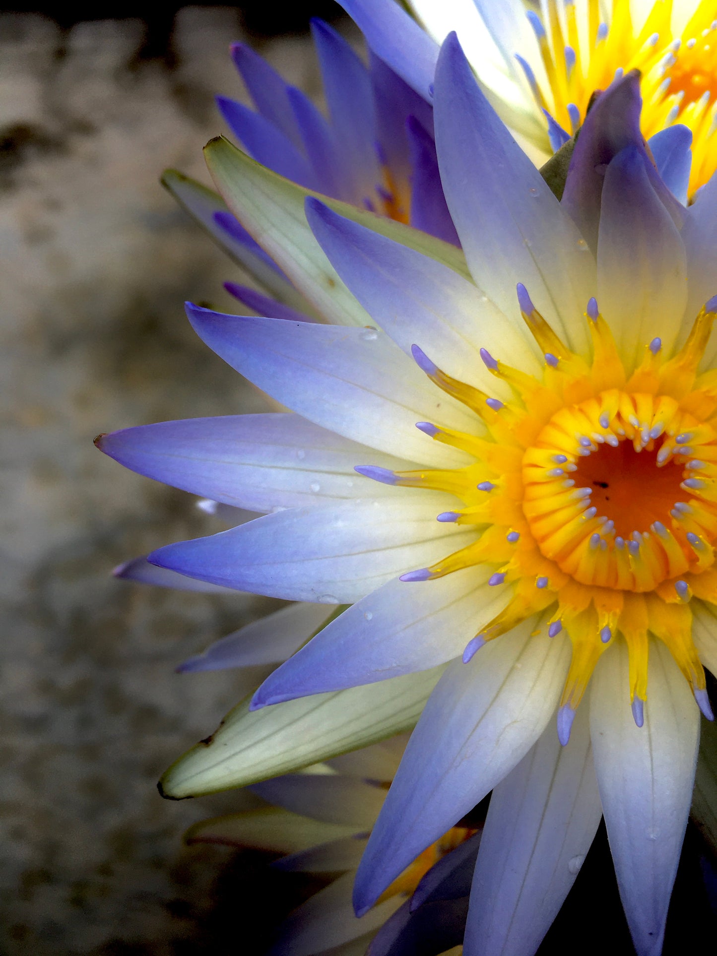 Blue Lotus Spagyric Tincture