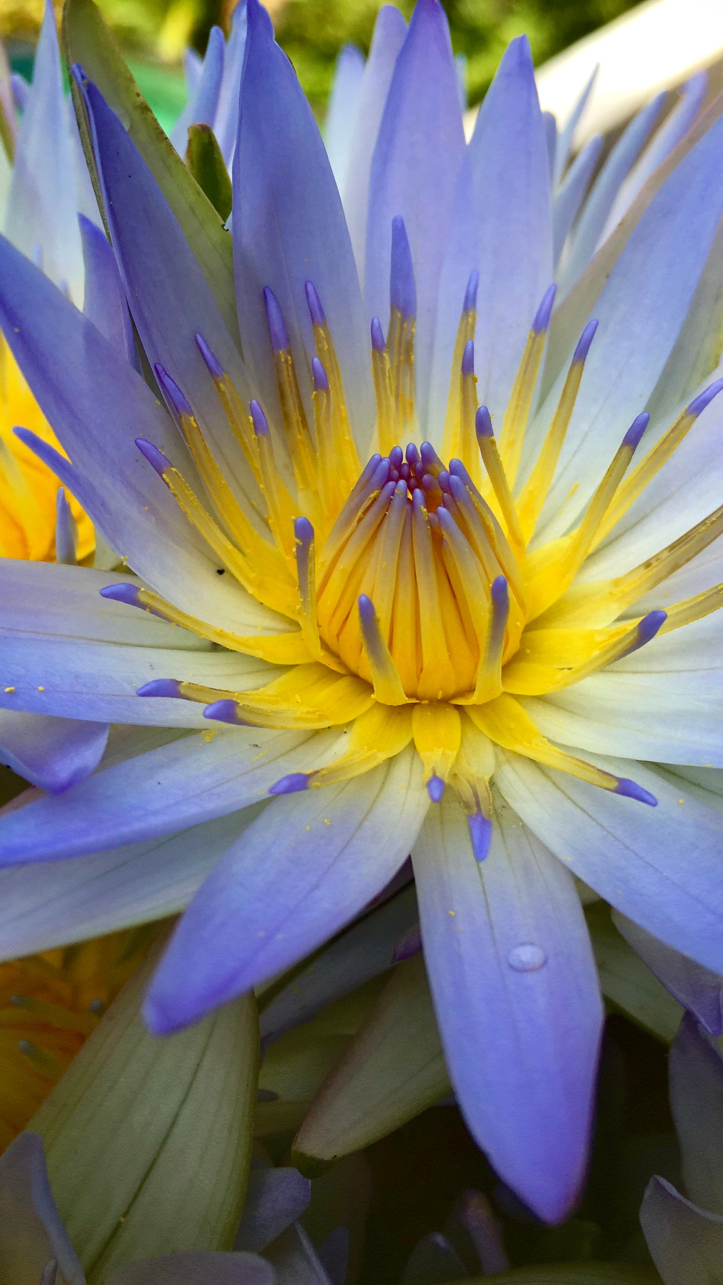 Blue Lotus Spagyric Tincture