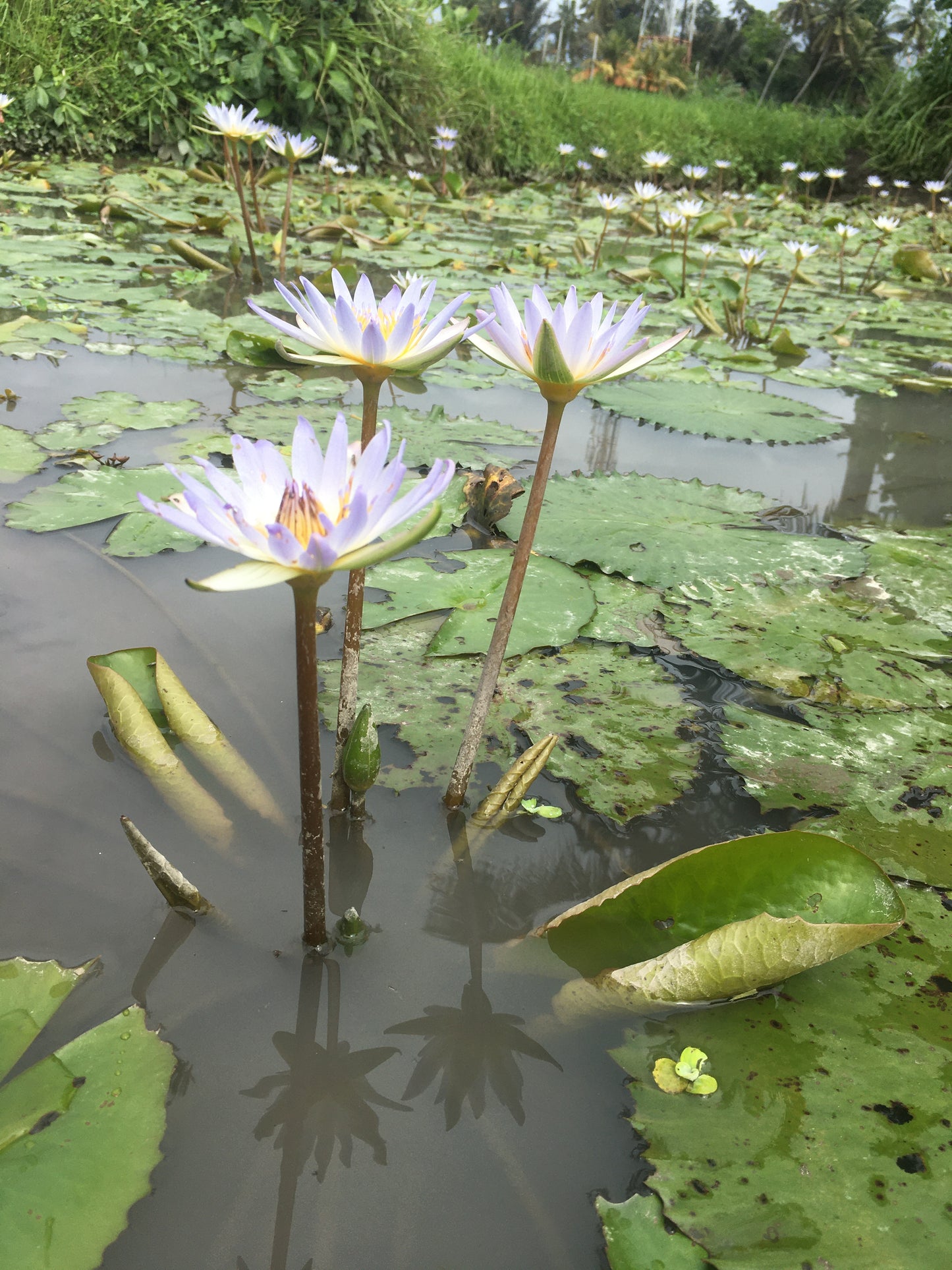 Blue Lotus Spagyric Tincture