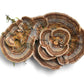 Turkey Tail Liquid Extract with Cinnamon Hydrosol