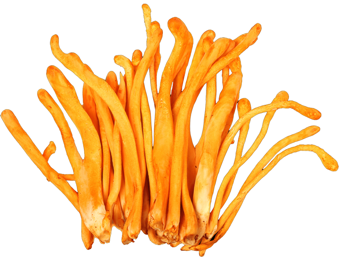 Cordyceps Extract Capsules